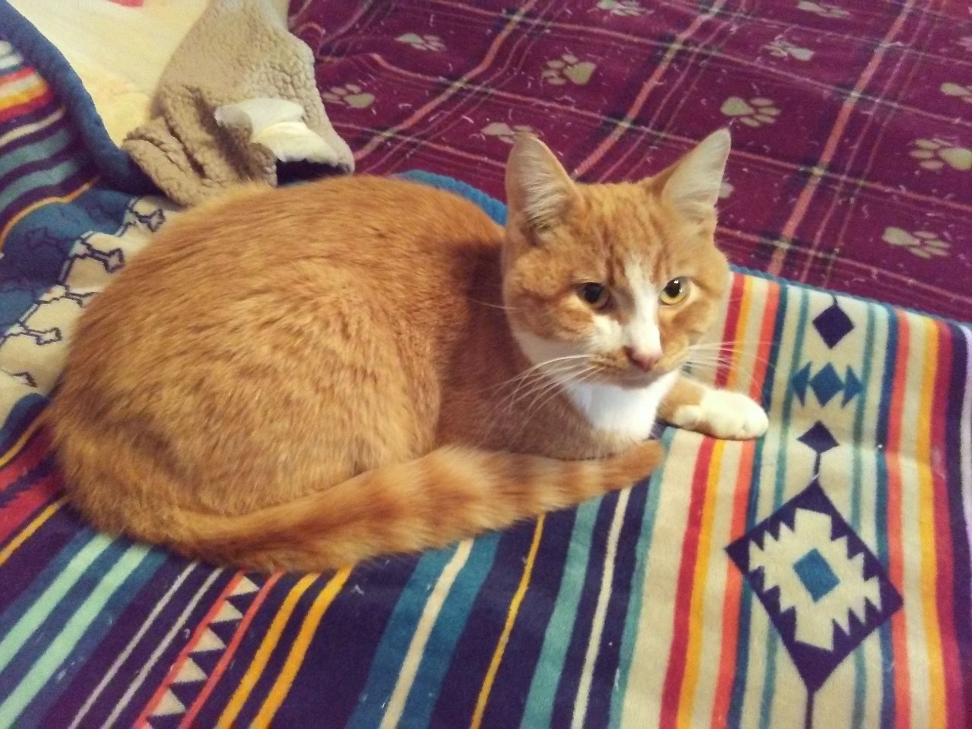 Colby Jack